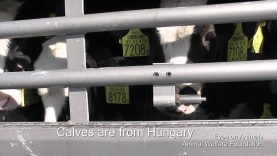 Kälbertransport in die Türkei |  Calves transport into turkey