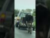 Mother Cow Runs After Truck Taking Away Her Babies