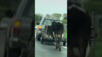 Mother Cow Runs After Truck Taking Away Her Babies