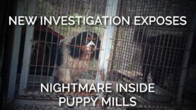 New Investigation Exposes Nightmare Inside Puppy Mills