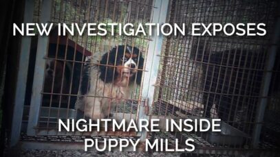 New Investigation Exposes Nightmare Inside Puppy Mills