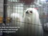 PETA Investigation Finds Horrific Cruelty in Korean Puppy Mills