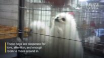 PETA Investigation Finds Horrific Cruelty in Korean Puppy Mills