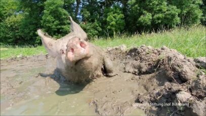 Rosa Mariechen und Frederik im Suhlhimmel