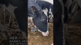 Terrified Mother Cow From The Dairy Industry At The Slaughterhouse | Ditch Dairy & Go Vegan For Her