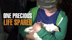 The Inspiring Rescue of a Chicken from a Slaughterhouse