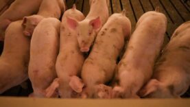 The Supreme Court of the United States Ruled in Favor of Voters and Animals at Factory Farms