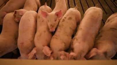 The Supreme Court of the United States Ruled in Favor of Voters and Animals at Factory Farms