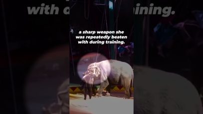 There’s Nothing Fun About This Circus Act