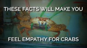 These Facts Will Make You Feel Empathy for Crabs