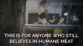 This Is For Anyone Who Still Believes In Humane Meat
