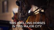 This Is Killing Horses in This Major City