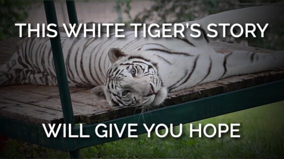 This White Tiger’s Story Will Give You Hope