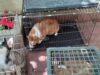 Vietnamese Dog Breeders Exposed: Illness, Injuries, Mutilations
