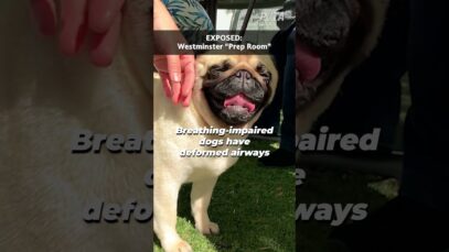 What We Caught Westminster Dog Show Saying About Dogs