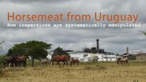 Animal-Welfare-Foundation-Tierschutzbund-Zürich-Horsemeat-from-Uruguay-How-inspections-are-systemat-min(1)