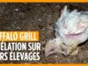 Buffalo Grill : des pratiques d’élevage des poulets impitoyables