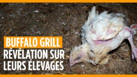 Buffalo Grill : des pratiques d’élevage des poulets impitoyables