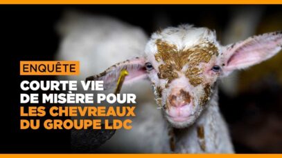 Chez LDC, il n’y a pas que les poulets qui souffrent