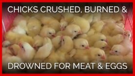 Chicks Crushed, Drowned, and Burned to Death for Eggs and Flesh