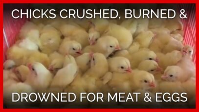 Chicks Crushed, Drowned, and Burned to Death for Eggs and Flesh