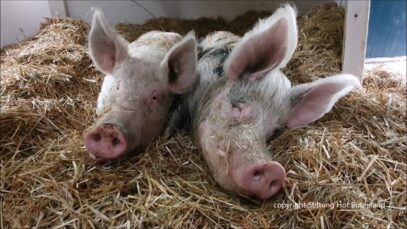 Ein Tag im Bett wegen echtem Sauwetter