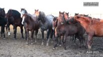 Horsemeat from Canada: The horses’ long ordeal