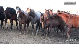 Horsemeat from Canada: The horses’ long ordeal