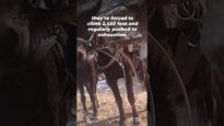 Horses Are STILL Suffering & Dying on the Havasupai Trail