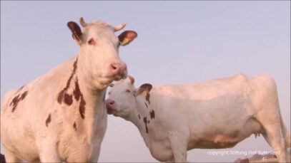 Jette leckt Julchen in die O`COWture