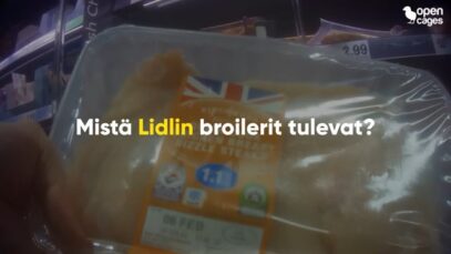 Lidlin broileriskandaali syvenee: Video paljastaa julmuuden brittiläisellä broileritilalla