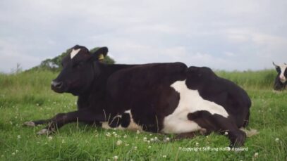 Manuela, die ehemalige Versuchskuh