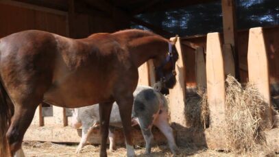 Oink – Oink – schlechte Laune