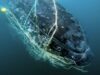 Sounds of distress: young whale entangled in Gold Coast Shark Nets