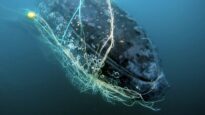 Sounds of distress: young whale entangled in Gold Coast Shark Nets
