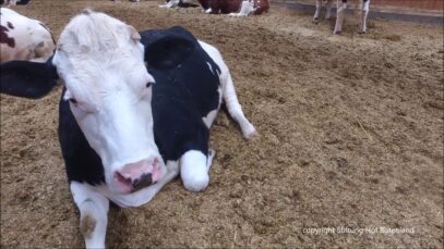 Stallrunde in der XXL-Version