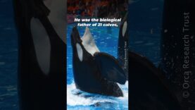 This is Tilikum’s Story