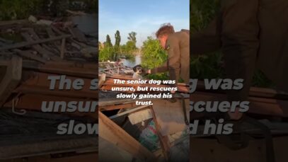 This Senior Dog Miraculously Survived Ukraine’s Devastating Floods