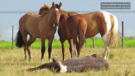 Trailer: Horsemeat from Uruguay