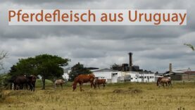 Trailer: Pferdefleisch aus Uruguay – Wie Kontrollen systematisch manipuliert werden