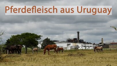 Trailer: Pferdefleisch aus Uruguay – Wie Kontrollen systematisch manipuliert werden