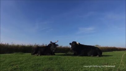 Was machen Trude und Bo?