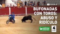 Bufonadas con toros: abuso y ridículo