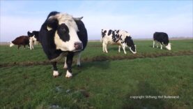 Butenland-Trek – Die Rinder sind los