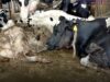 Caught on Camera: Calves Mutilated, Burned, Cows Kicked at Publicly Funded Farm