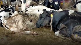 Caught on Camera: Calves Mutilated, Burned, Cows Kicked at Publicly Funded Farm