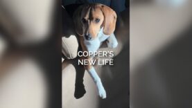 Copper’s Life-Changing Story Will Brighten Your Day