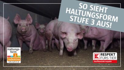 Echt fair für Schweine?