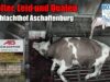Folter, Leid und Qualen im Schlachthof Aschaffenburg// SOKO Tierschutz e.V.