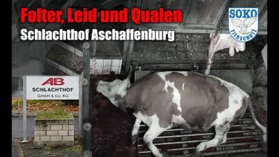 Folter, Leid und Qualen im Schlachthof Aschaffenburg// SOKO Tierschutz e.V.